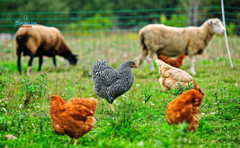 Organik Hayvancılık Eğitimi